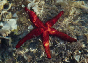 Il-senso-della-bellezza-arte-scienza-Cern-docufilm-2017-11-02-11h34m44s125